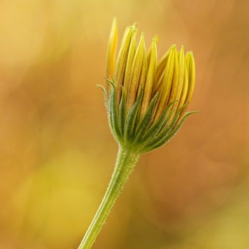 MaRGueRiTe