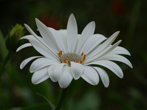 MaRGueRiTe