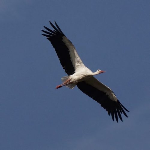 stork