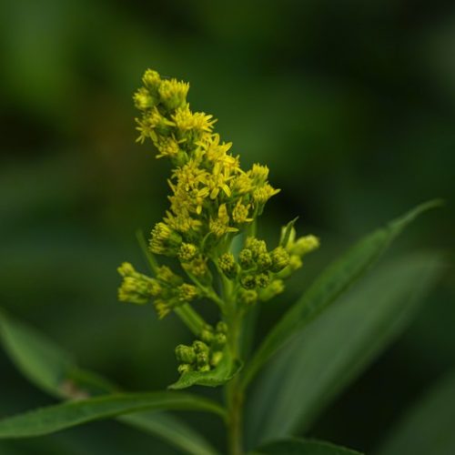 SoLiDaGo GiGaNTea