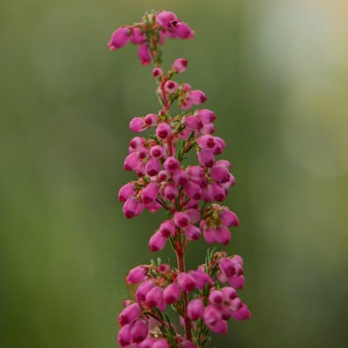 eRiCa GRaCiLiS