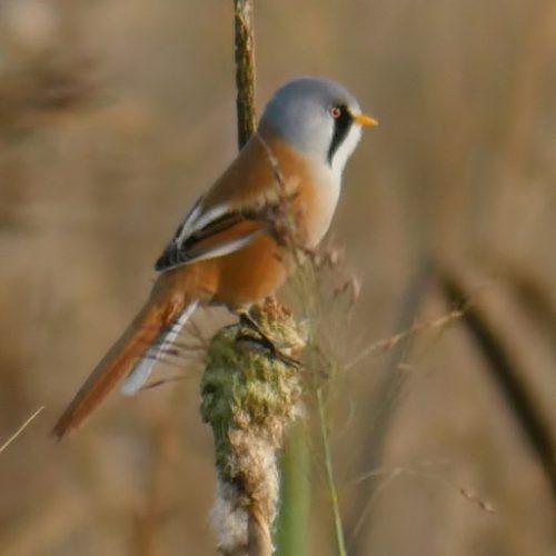 BeaRDeD TiT