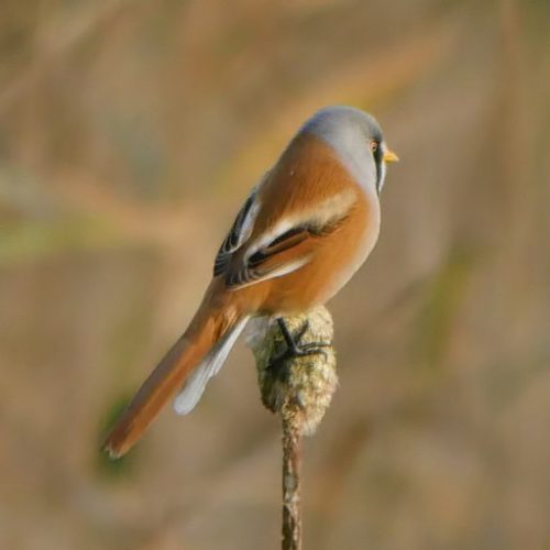 BeaRDeD TiT