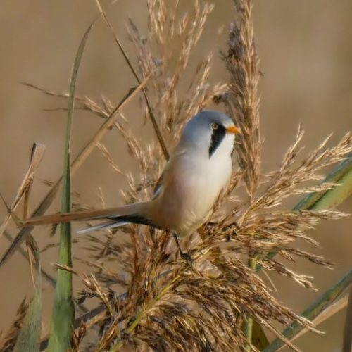 BeaRDeD TiT