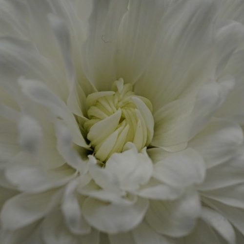 CHRySaNTHeMuM