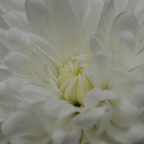 CHRySaNTHeMuM