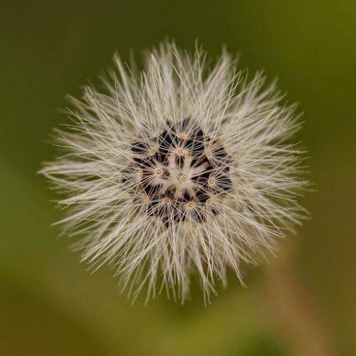 HaWKWeeD