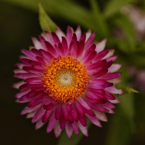 HeLiCHRySuM