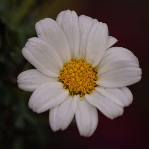 MaRGueRiTe 