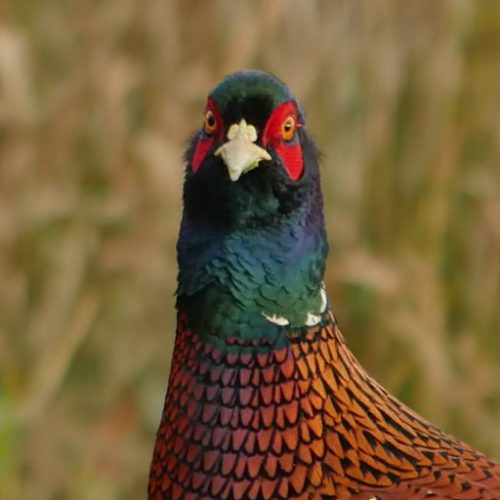 PHeaSaNT