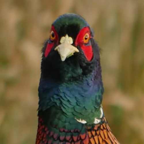 PHeaSaNT