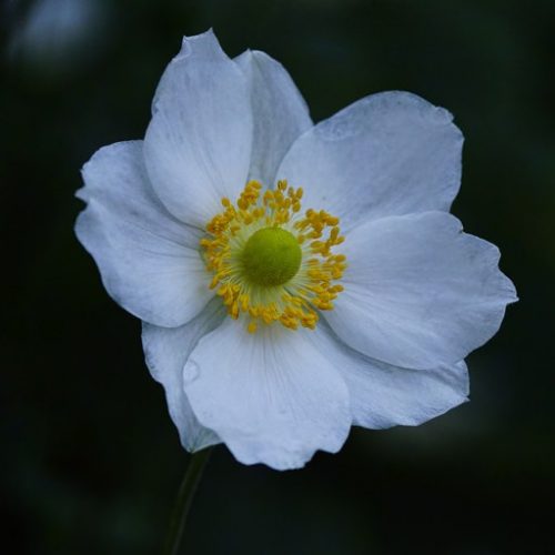 WHiTe aNeMoNe