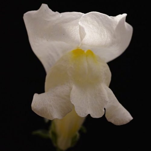 aNTiRRHiNuM MaJuS 