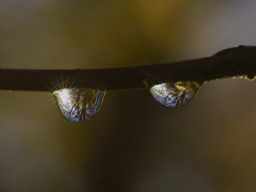 DeWDRoPS