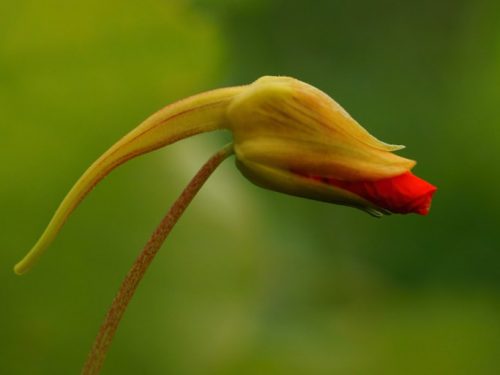 EaST iNDiaN CHeRRy