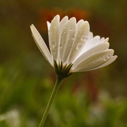 MaRGueRiTe