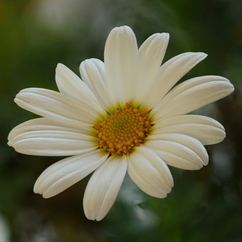 MaRGueRiTe