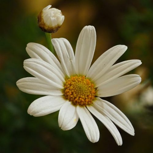 MaRGueRiTe 