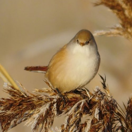 BeaRDeD TiT