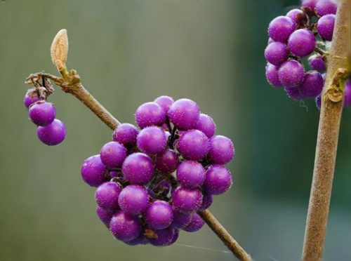 CaLLiCaRPa