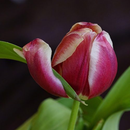 TuLiP