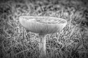 FLy aGaRiC | THaNK you i LoVe iT